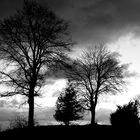 Bäume und Wolken (2-2025)