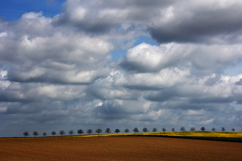 Bäume und Wolken