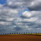 Bäume und Wolken