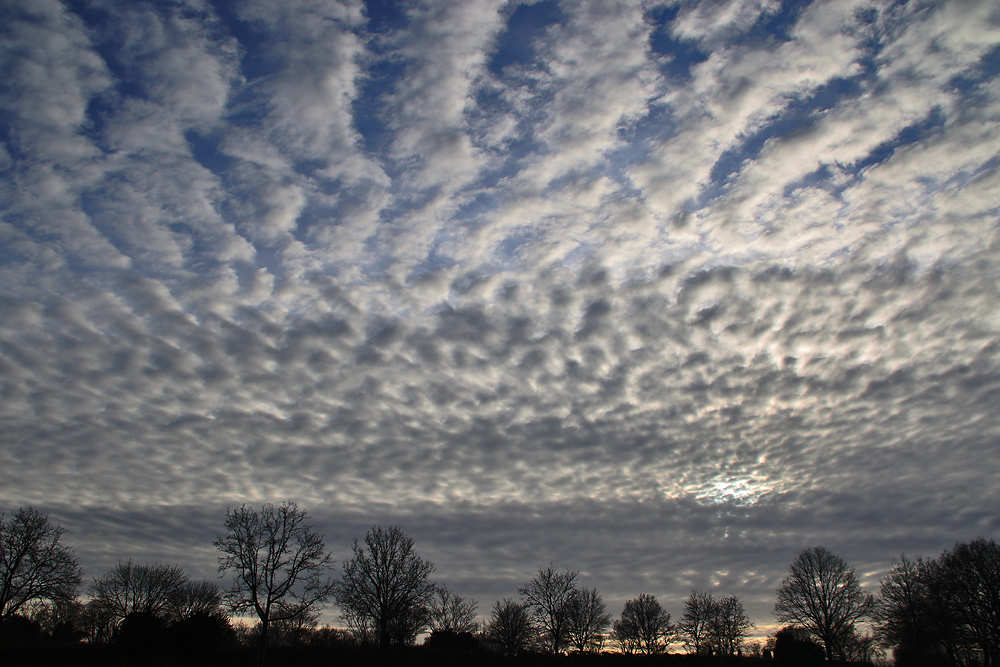 Bäume und Wolken