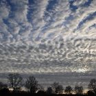 Bäume und Wolken