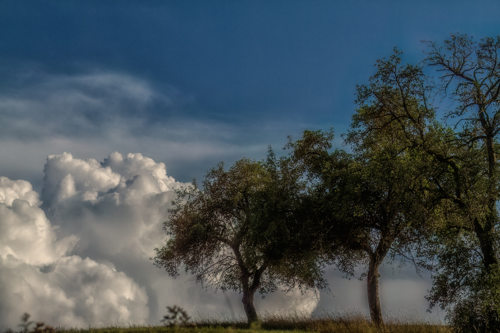 Bäume und Wolken