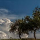 Bäume und Wolken