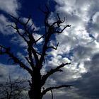 Bäume und Wolken im Kraichgau