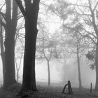 Bäume und Zaun im Nebel