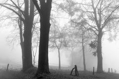 Bäume und Zaun im Nebel