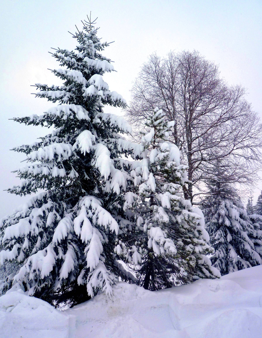Bäume unter dem Schneemantel ...