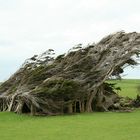 Bäume vom Winde verweht.