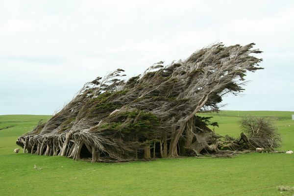 Bäume vom Winde verweht.