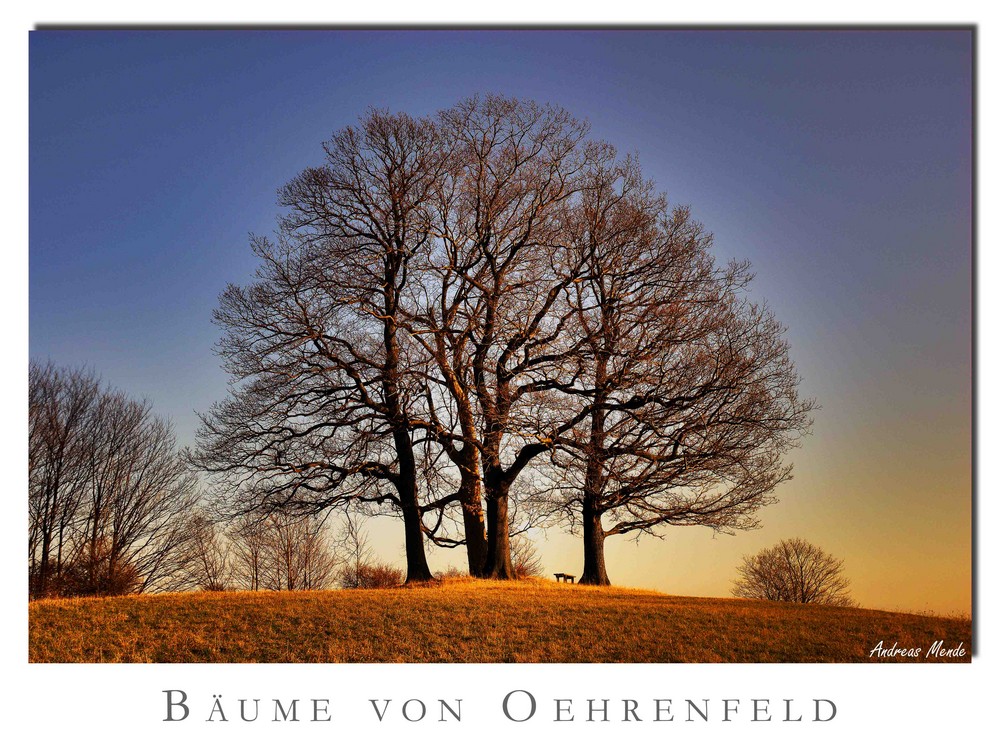 Bäume von Oehrenfeld