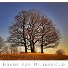 Bäume von Oehrenfeld