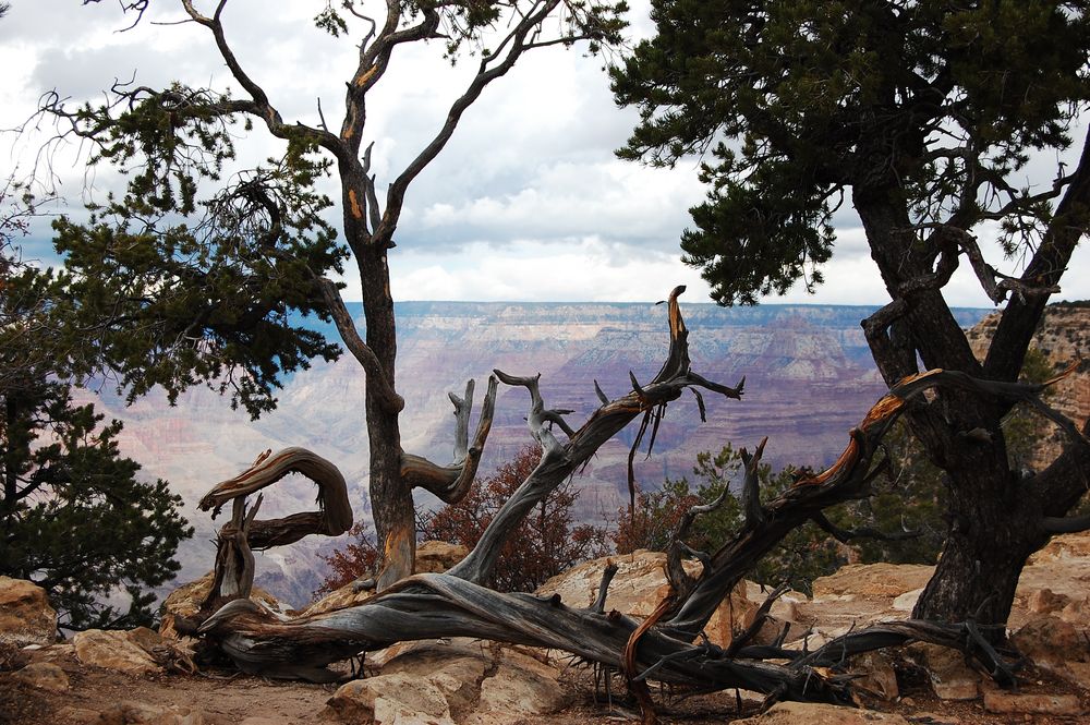 Bäume vor dem Grand Canyon von Lothar Hildebrandt 