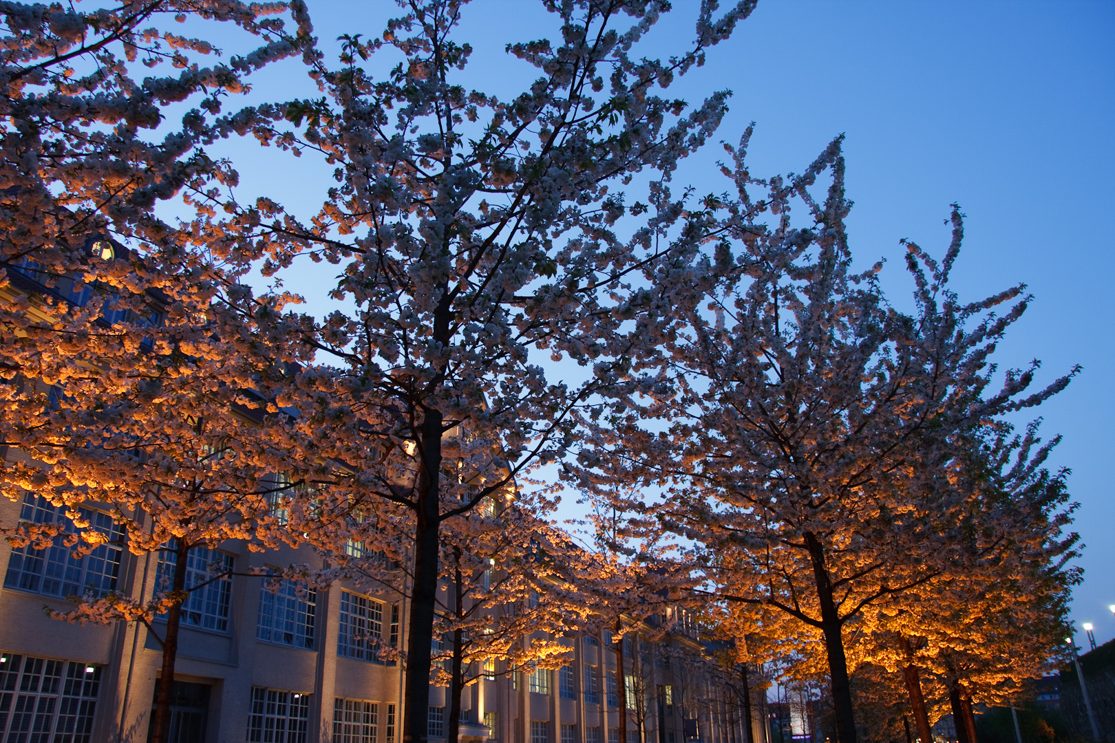 Bäume vor dem ZKM Karlsruhe zur blauen Stunde