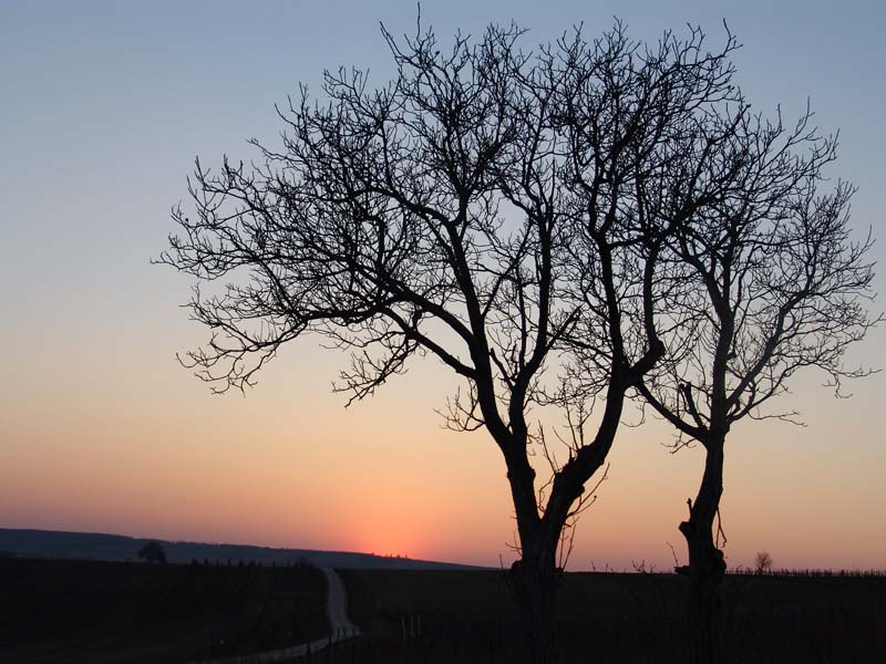 Bäume vor glühender Sonne