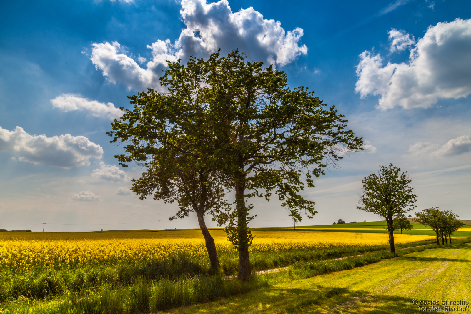 Bäume vor Rapsfeld im Gegenlicht 02