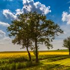 Bäume vor Rapsfeld im Gegenlicht 02