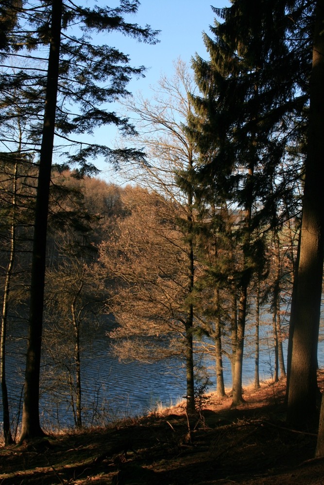 Bäume vor See