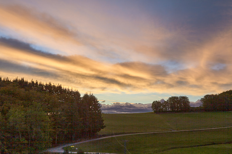 Bäume vor Sonnenaufgang (Hofstetten)