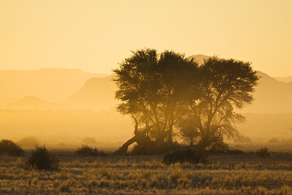 bäume vor tafelbergen 2 [namibia]