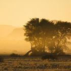 bäume vor tafelbergen 2 [namibia]