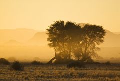 bäume vor tafelbergen 2 [namibia]