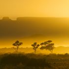 bäume vor tafelbergen [namibia]