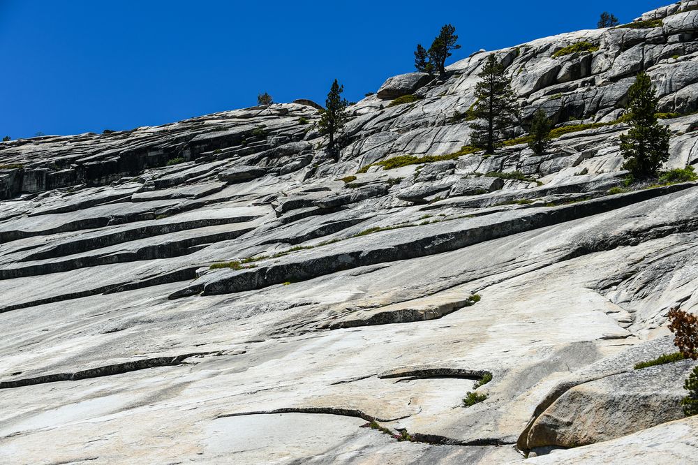 Bäume wachsen aus dem Felsen            DSC_4851-2