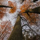 Bäume wachsen in den Himmel