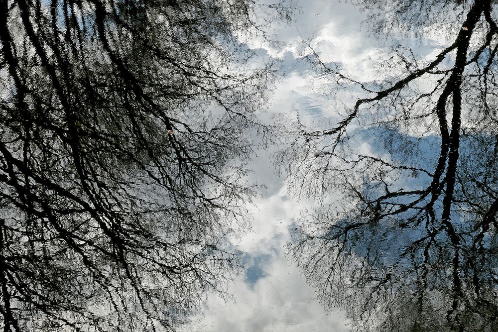 Bäume wachsen in den Himmel