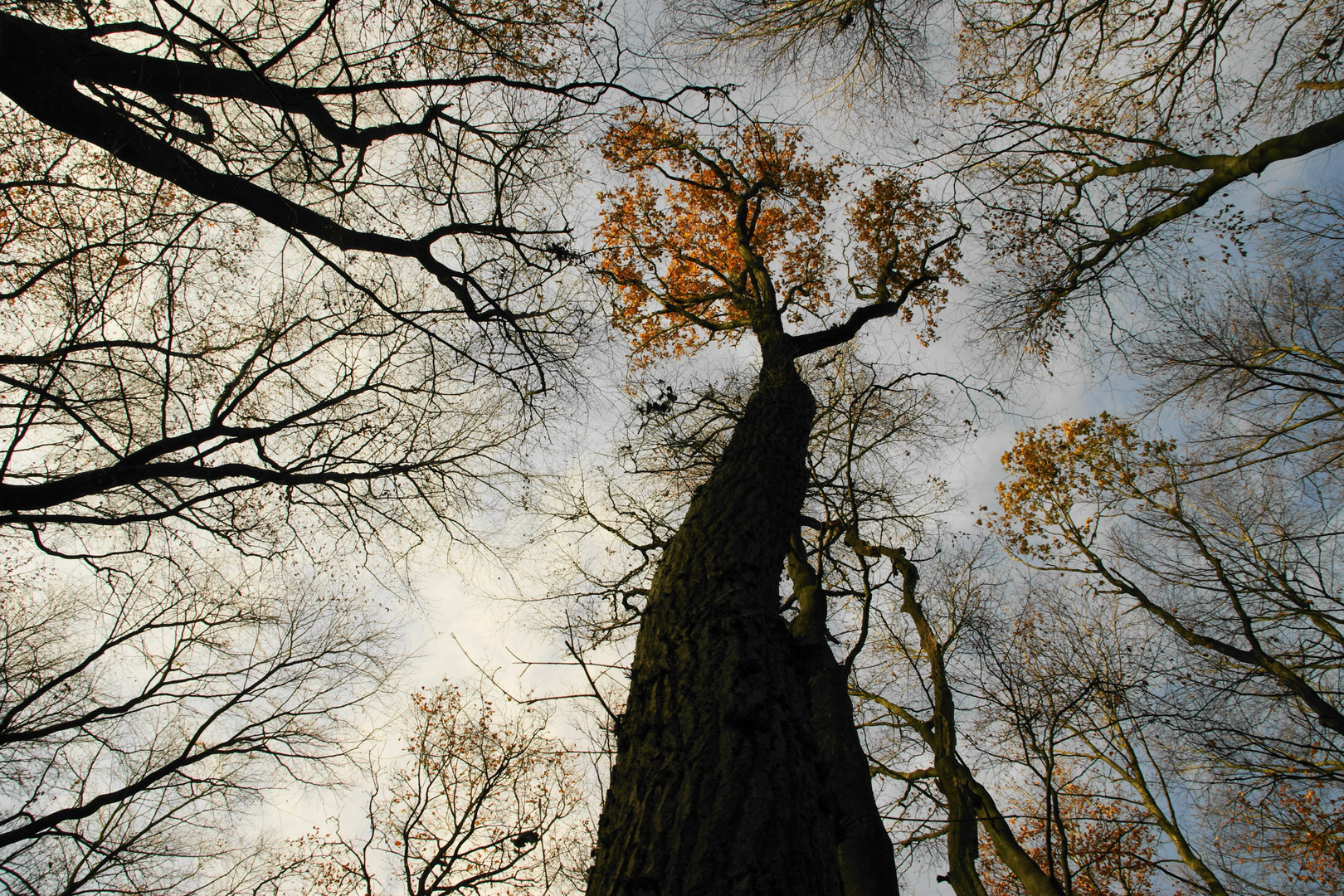 Bäume wachsen in den Himmel