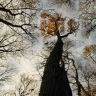 Bäume wachsen in den Himmel