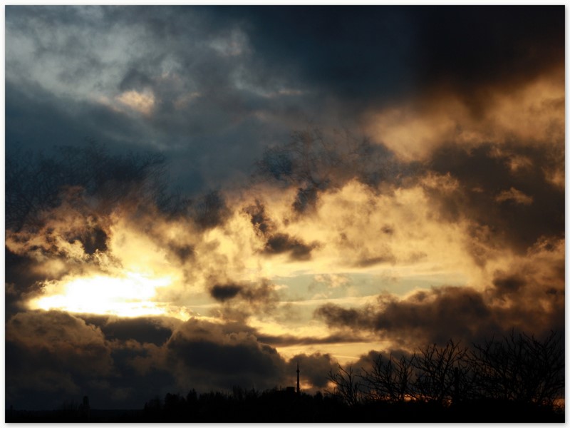 Bäume wachsen in den Himmel