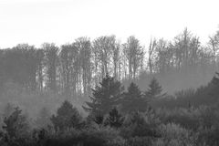 bäume - wald büdingen