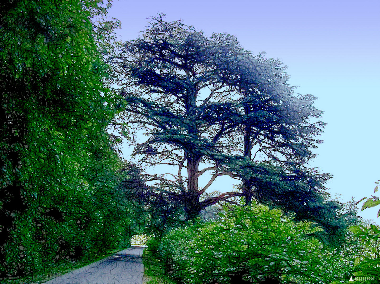 Bäume, Wald, Natur