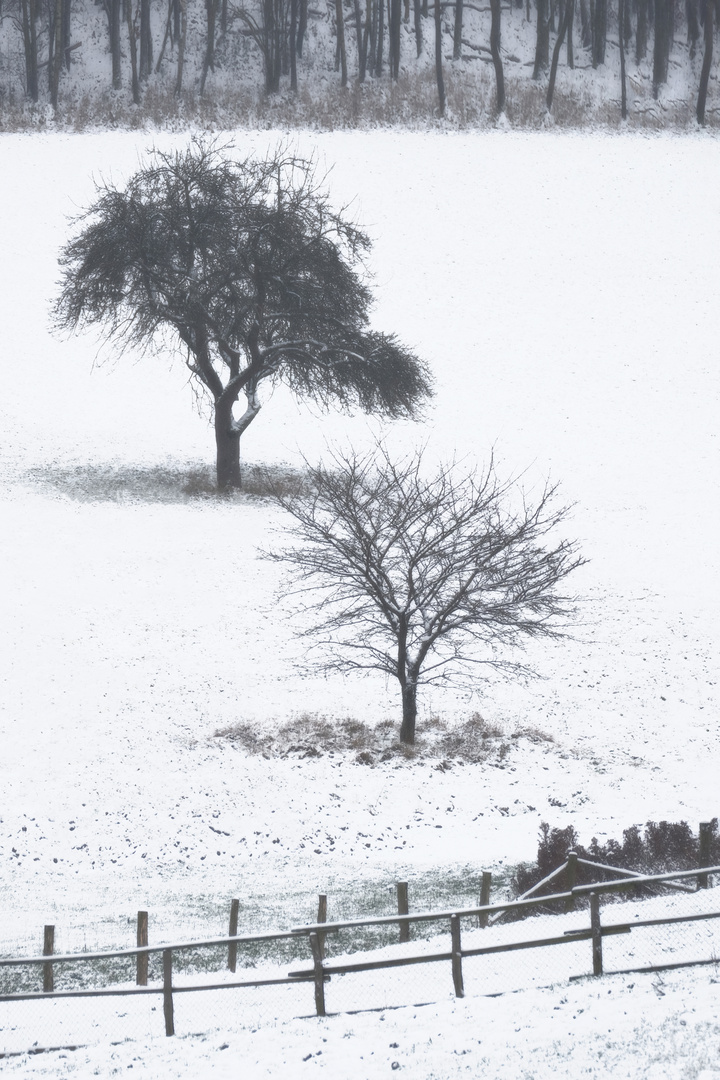 Bäume, Wald und Schneezaun