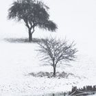 Bäume, Wald und Schneezaun