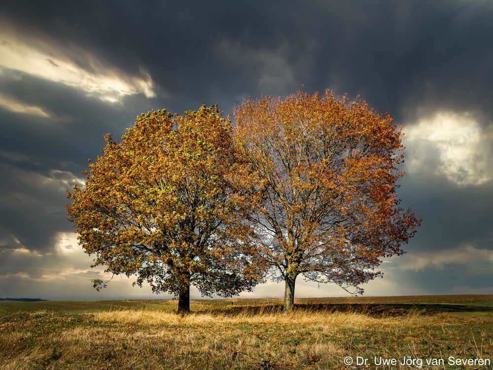 B ume warten auf den Regen Foto Bild landschaft B ume warten auf den Regen Foto Bild landschaft