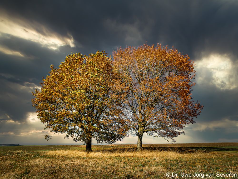 B ume warten auf den Regen  Foto Bild  landschaft 