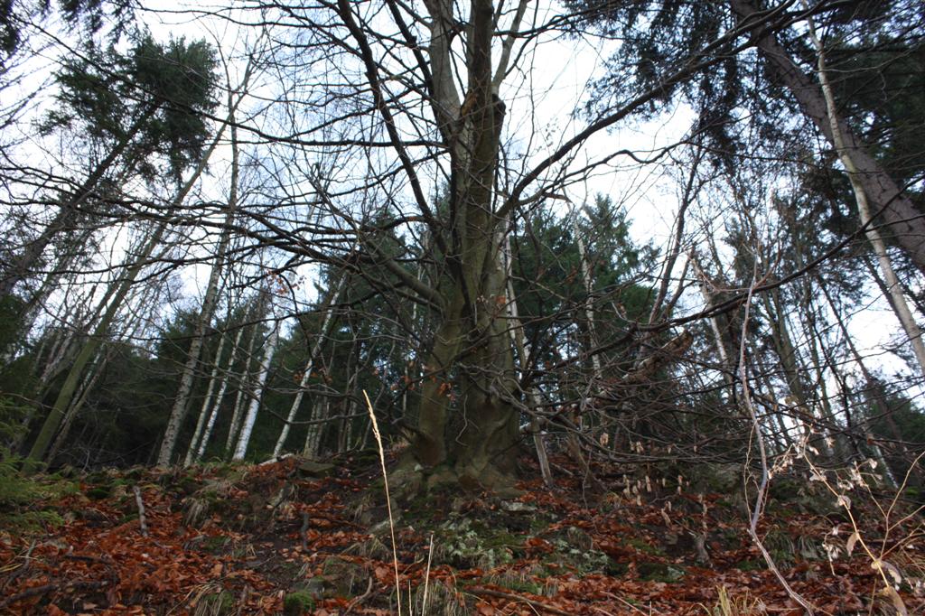 Bäume weisen den Weg