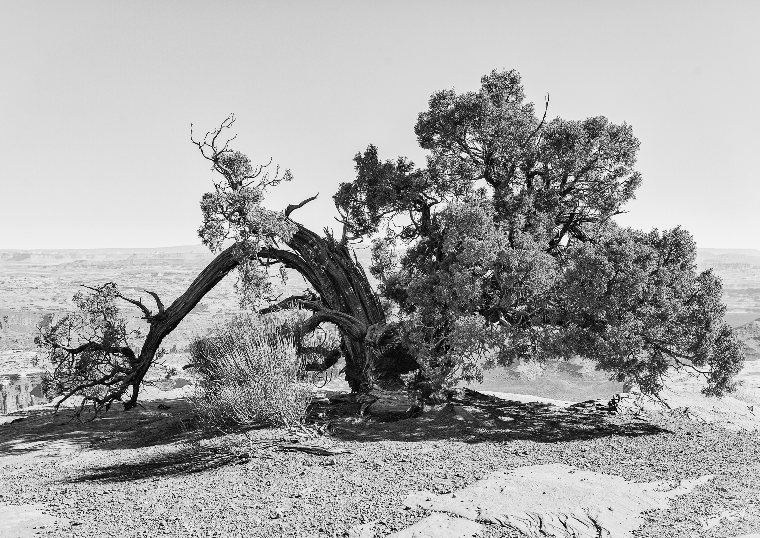 Bäume Westküste Monochrom