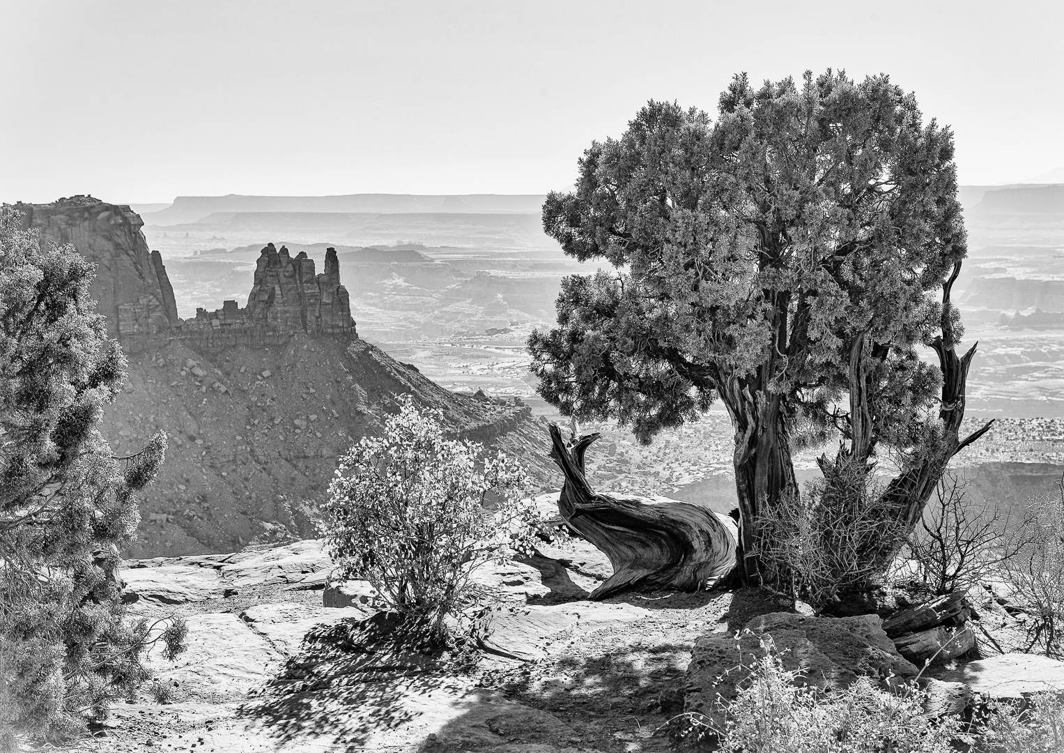 Bäume Westküste Monochrom