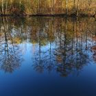 Bäume widerspiegeln  Bäume