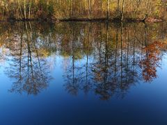 Bäume widerspiegeln  Bäume