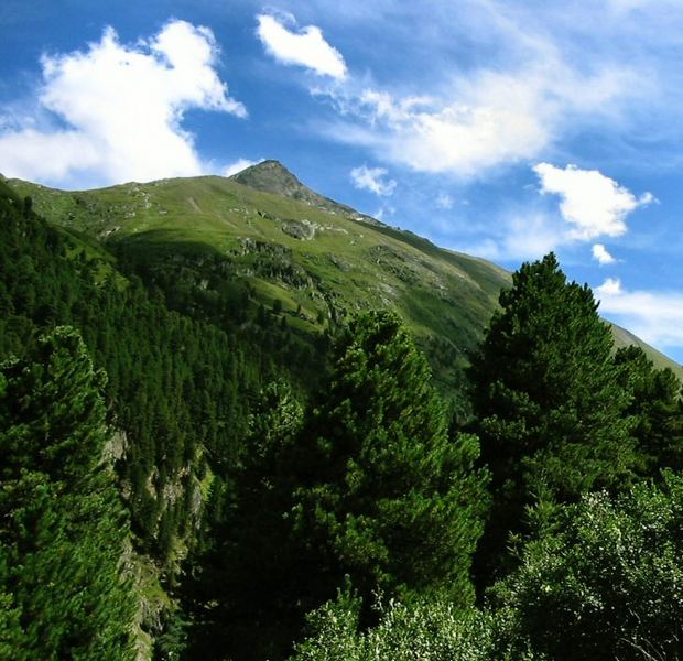 Bäume, Wiese und Himmel im Ötztal