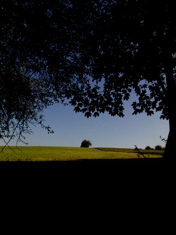 Bäume-Wiesen-Felder von Fotoanja 