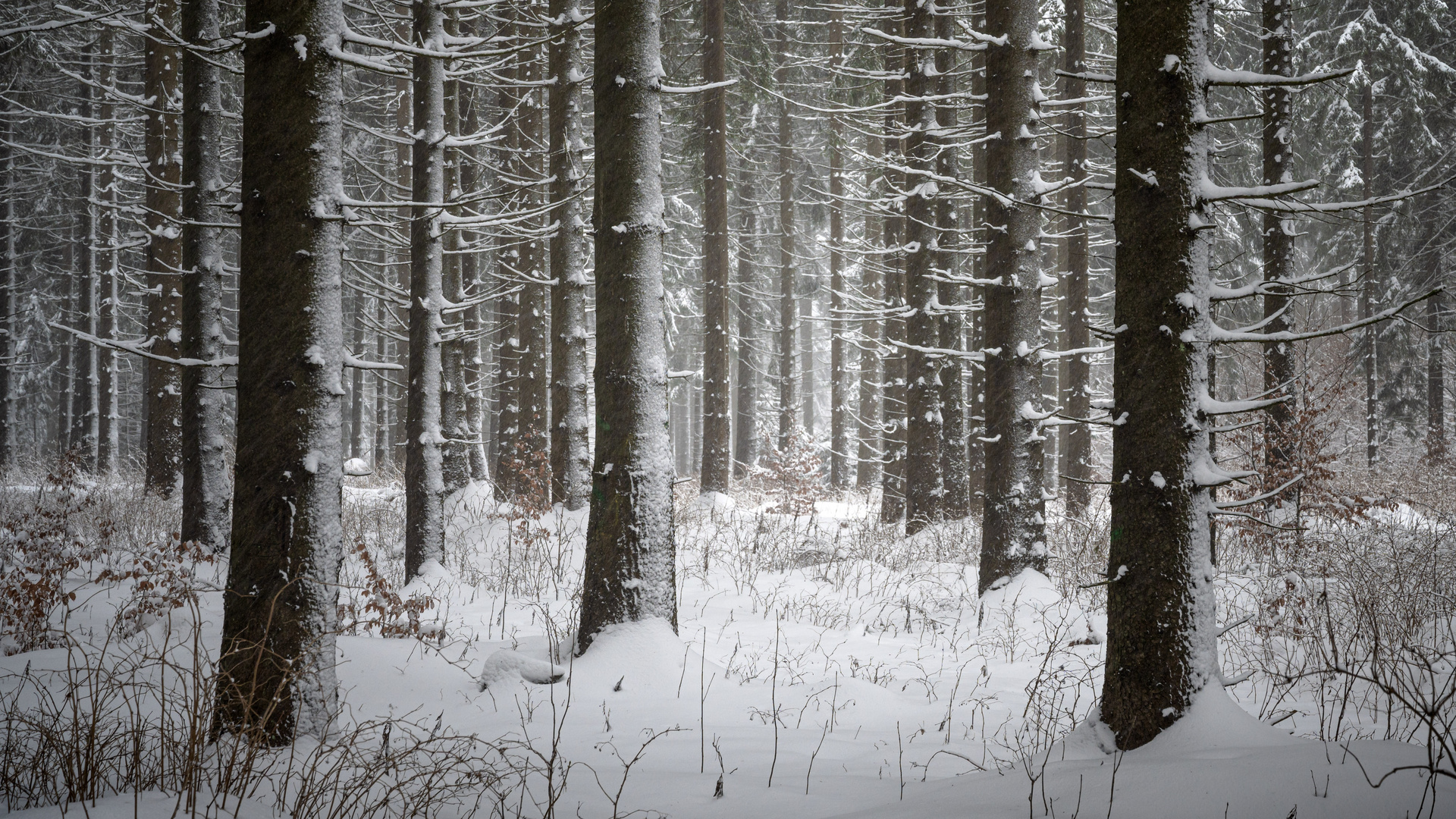 Bäume, Winter und Ich schau zu