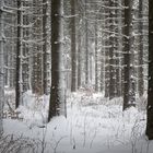 Bäume, Winter und Ich schau zu