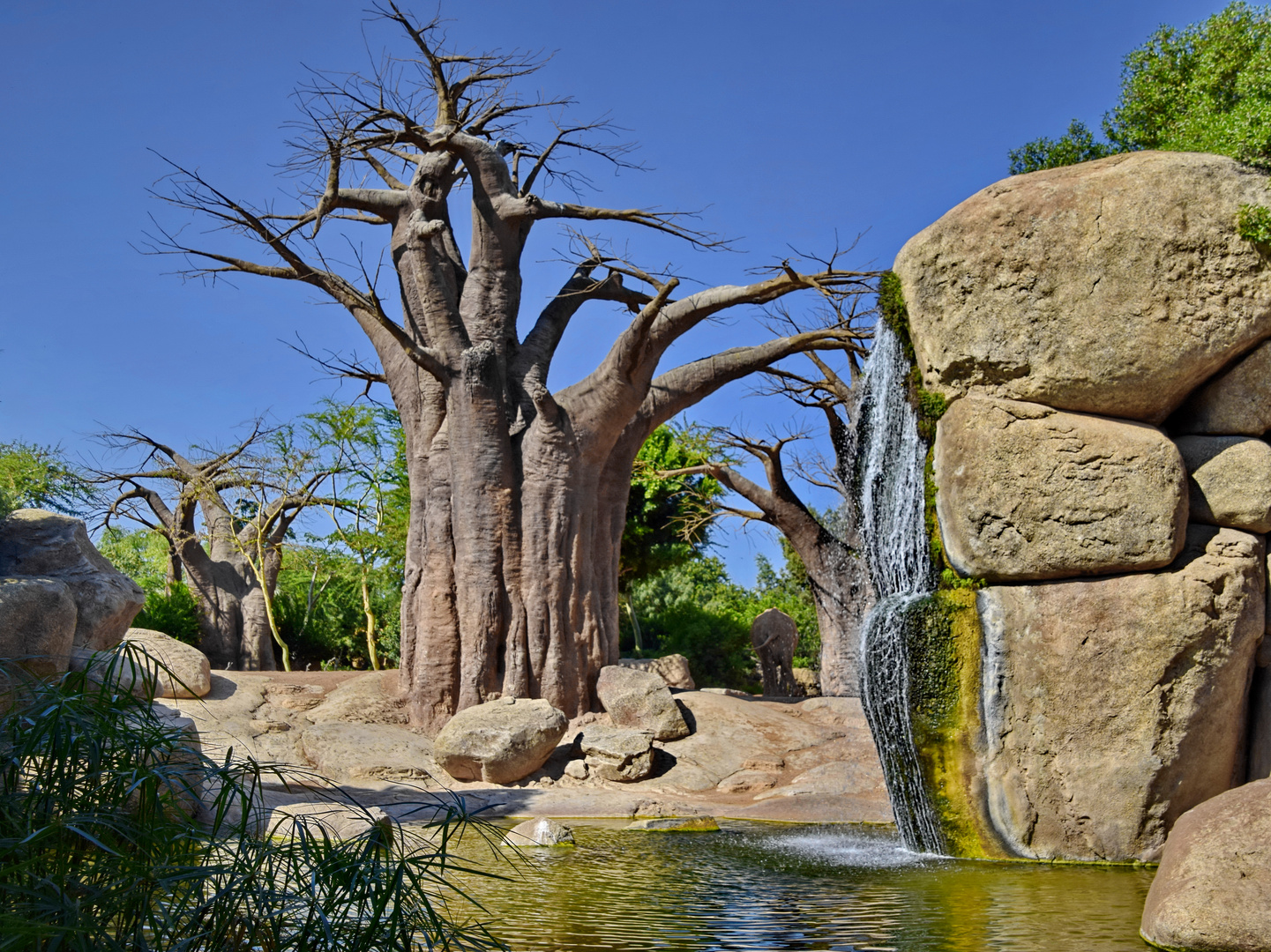 Bäume XXL: Afrikanischer Baobab