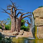 Bäume XXL: Afrikanischer Baobab