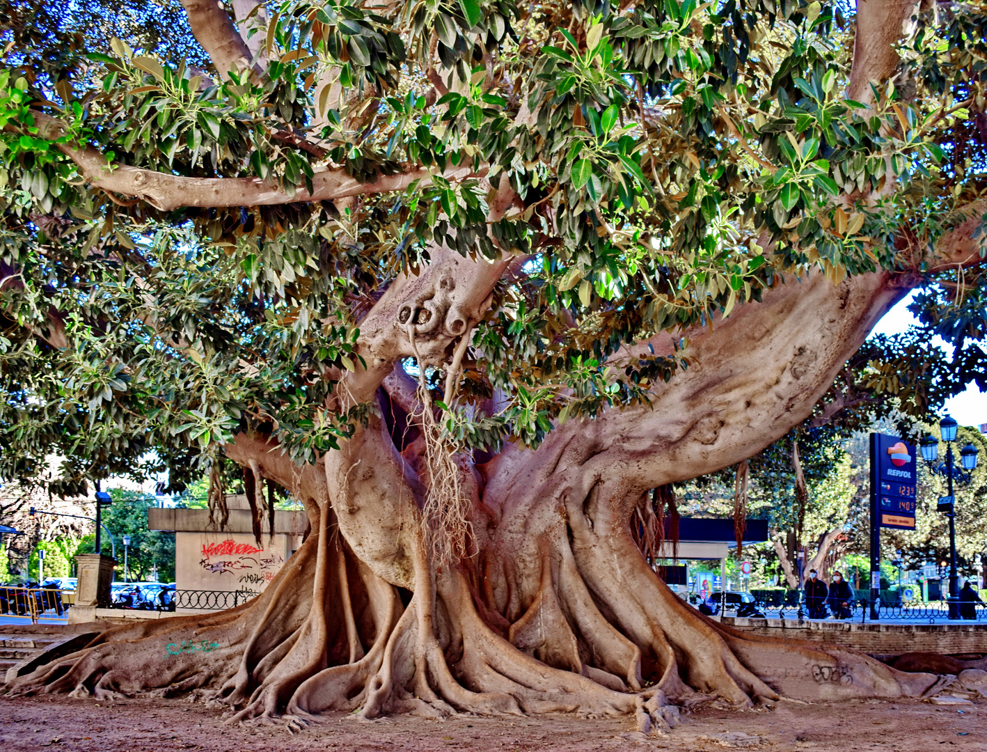 Bäume XXL Großblättrige Feige (Ficus macrophylla)